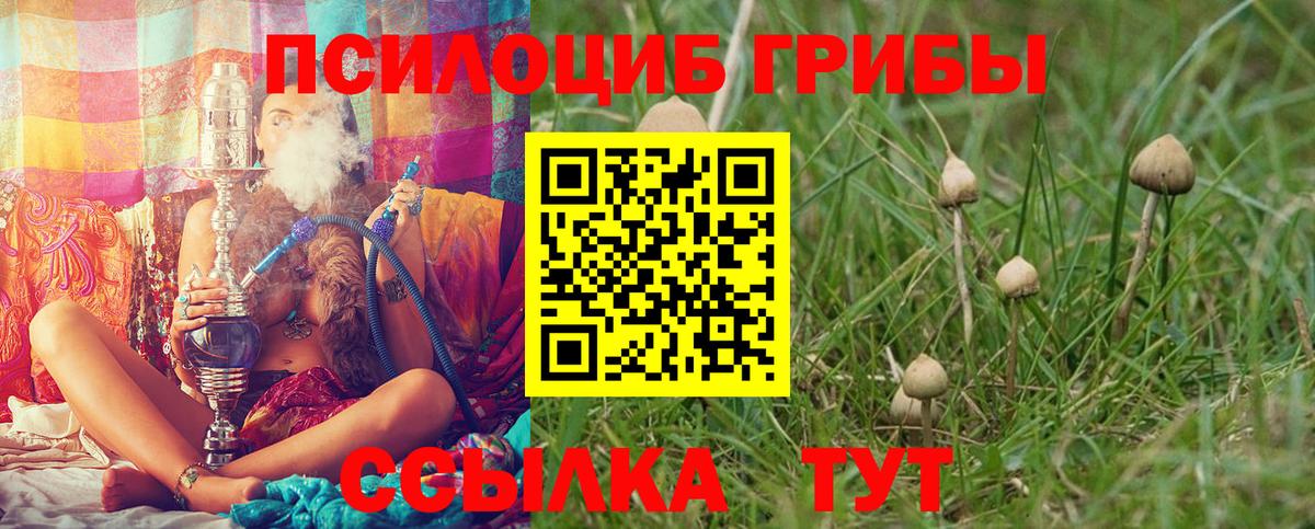 Псилоцибиновые грибы Psilocybe  Вход с VPN  Сальск 